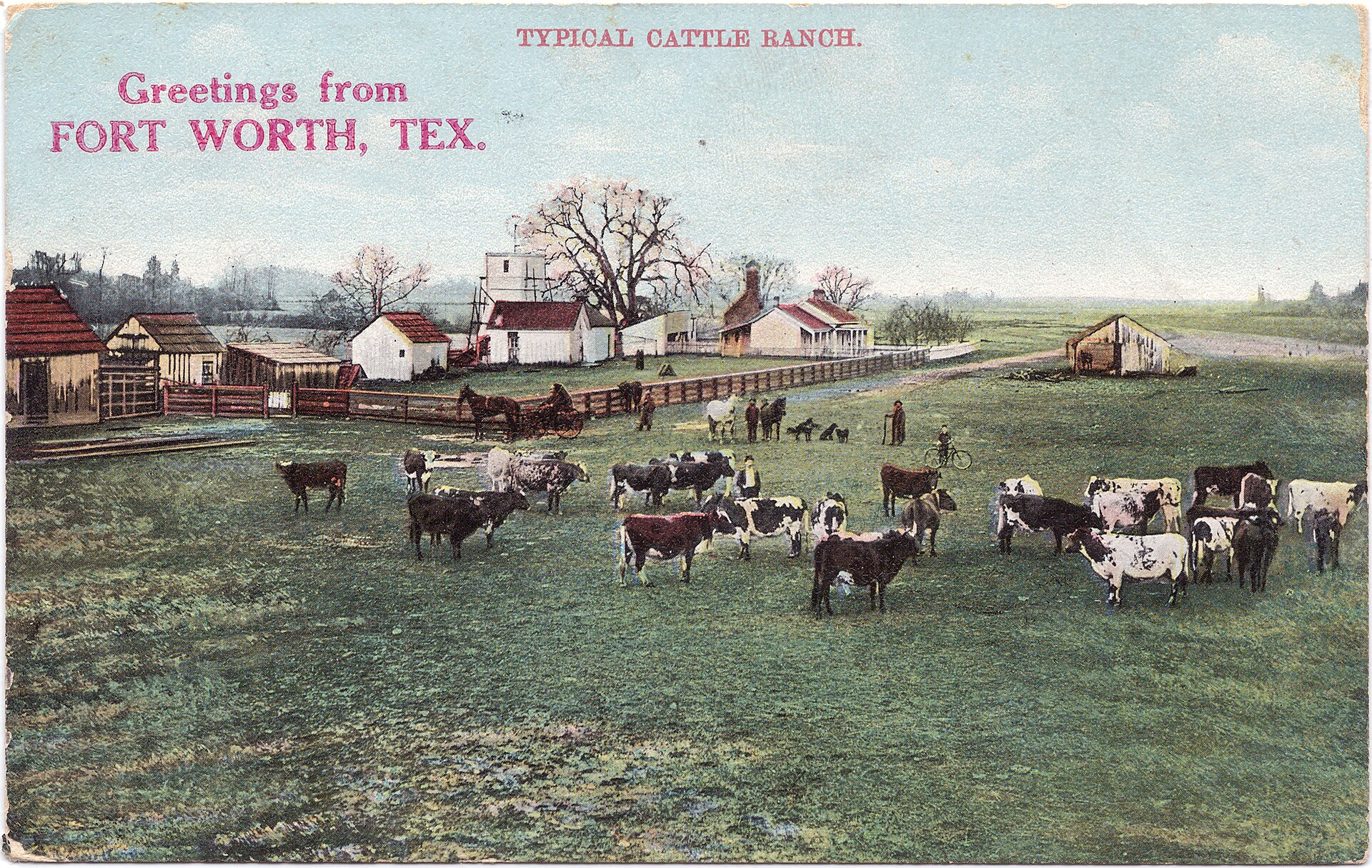 Cattle on a ranch